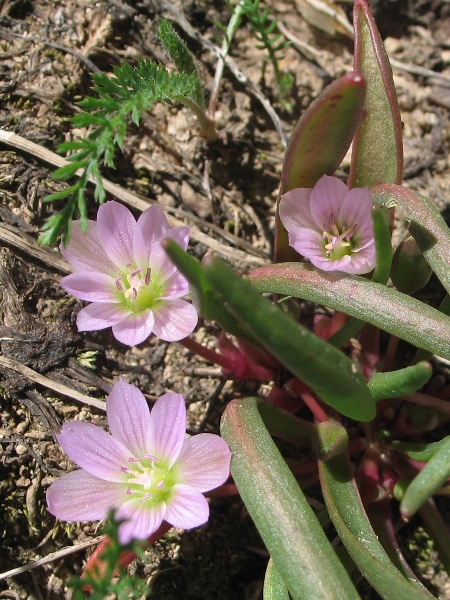 Lewisia pygmaea 